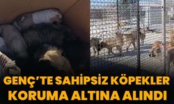 Genç’te Sahipsiz Köpekler Koruma Altına Alındı