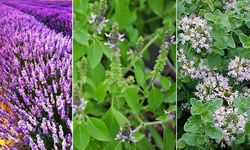 Bingöl’de Arıların En Çok Ziyaret Ettiği Bitkiler