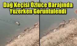 Dağ Keçisi Özlüce Barajında Yüzerken Görüntülendi