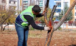 Diyarbakır'da Hastalıklı Ağaçların Tedavisi için Seferber Oldular