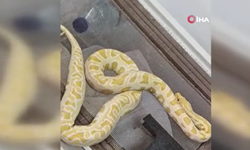 Evden Piton, Boa ve Tarantula Çıktı