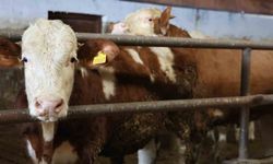 Elazığ'da Devlet Desteğiyle Kurduğu Çiftlikte 300 Büyükbaş Hayvan Yetiştiriyor