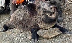 Elazığ'a Geldiler, Dev Domuzu Avladılar