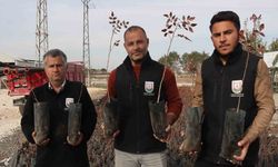 Şanlıurfa'da Hibe Destekli 35 Bin Fıstık Fidanı Dağıtıldı