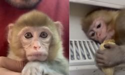 Yasa Dışı Olarak Bulundurulan Makak Yavrusu Kurtarıldı