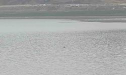 Sahibinden Kaçan İnek Gölette Telef Oldu