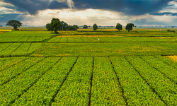 IPARD-III Kapsamında 156 Yerel Eylem Grubuna 2,2 Milyar Lira Hibe Desteği Verilecek