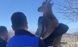 Bahçe Çitine Takılan Yaban Keçisi FEDAŞ Ekiplerince Kurtarıldı