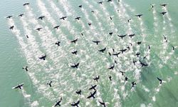 Elazığ'da Karabatakların Oluşturduğu Muhteşem Manzara