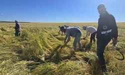 Diyarbakır'ın Tescilli Ürünü, Zengin Mineral Oranıyla Dikkat Çekiyor