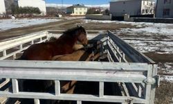 Karlıova Kaymakamlığından Yürek Isıtan Çalışma!