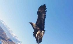 Tunceli'de Drona Kartal Saldırdı
