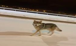 Ardahan'da Kurt Görüntülendi