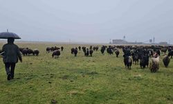 Muş'un İlçesinde Hava Sıcaklığı Besiciye Yaradı