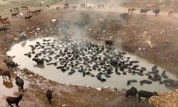 Bitlis'te Sürüler Halindeki Mandalar Kaplıcada