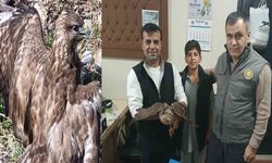 Muş'ta Yaralı Halde Bulunan Şahin, Koruma Altına Alındı