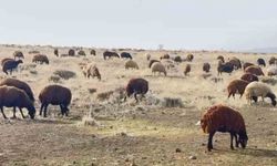 Patnos'ta Kar Yağmaması, Besicileri Sevindirdi