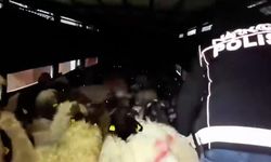 Siirt'te Narkotik Operasyonu: Hayvanların Karınlarına Gizlenmiş Halde Bulundu