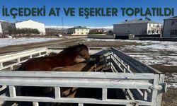 Bingöl’ün İlçesinde Başıboş At ve Eşekler Toplatıldı