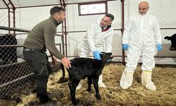 Tunceli'de Hayvancılığa Destekler Sürüyor