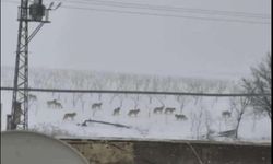 Mardin Kırsalında Kurt Sürüsü Paniği!