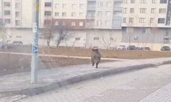 Tatvan'da Yaban Domuzu İlçe Merkezine İndi