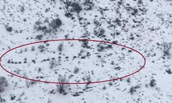 Yaban Domuzları Sürü Halinde Görüntülendi