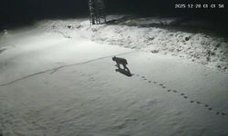 Malatya'da ‘vaşak görüntülendi