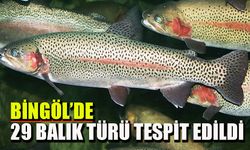 Bingöl’de 29 Balık Türü Tespit Edildi