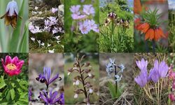 Bingöl’de yetişen 56 bitkinin peyzaj tasarımında kullanılabileceği belirlendi