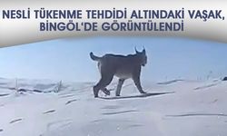 Nesli Tükenme Tehdidi Altındaki Vaşak: Bingöl'de Görüntülendi!