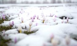 Muş Ovası’nda Çiğdemler Kar Altında Kaldı: Ortaya Kartpostallık Görüntüler Çıktı