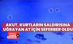 Bingöl AKUT Ekibi, Kurtların Saldırısına Uğrayan At İçin Seferber Oldu
