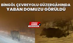 Bingöl Çevreyolu Güzergâhında Yaban Domuzu Görüldü