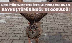 Nesli Tükenme Tehlikesi Altında Bulunan Baykuş Türü Bingöl’de Görüldü!