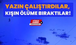 Yazın Çalıştırdılar, Kışın Ölüme Bıraktılar!