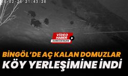 Bingöl’de Aç Kalan Domuzlar Köy Yerleşimine İndi