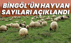 Bingöl’ün Hayvan Sayıları Açıklandı: Yük Hayvanları Bitme Aşamasına Geldi