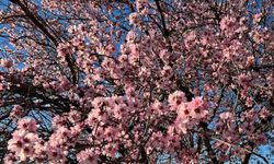 Mardin'de Bademler Çiçeklendi