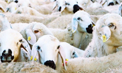 Küçükbaş destek projesi başlıyor