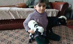 Elazığ'da Dondurucu Soğuk Nedeniyle Kuzuları Evde Besliyorlar