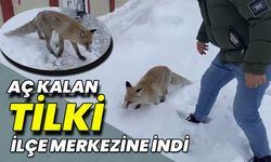 Bingöl’de Aç Kalan Tilki İlçe Merkezine İndi