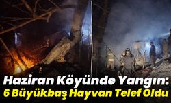 Bingöl'de Yangın: 6 Büyükbaş Hayvan Telef Oldu