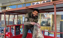 Dev Balık Tezgâhta Satışa Sunuldu