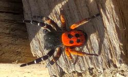 Elazığ’da Nadir Tür Görüntülendi