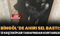 Bingöl’de Ahırı Sel Bastı: 12 Keçi Ekipler Tarafından Kurtarıldı
