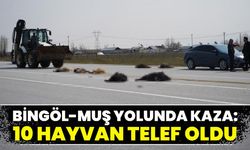 Bingöl-Muş Karayolunda Kaza: 10 Hayvan Telef Oldu