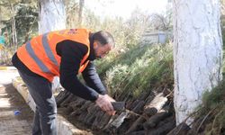 Belediyeden Ağaçlandırma Çalışmalarına Destek