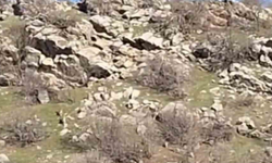 Diyarbakır’da Dağ Keçileri Sürü Halinde Görüntülendi