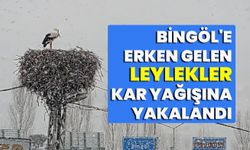 Bingöl'e erken gelen leylekler kara yakalandı